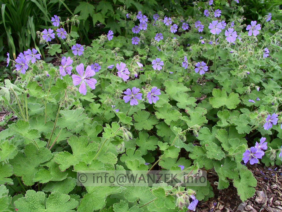 Geranium renardii Phillip Vapelle 01.jpg